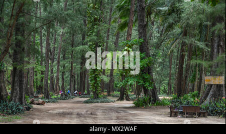 Phuket, Thailand - 26.April 2018. Eichen (Casuarina equisetifolia) Seaside Park in Phuket, Thailand. Stockfoto