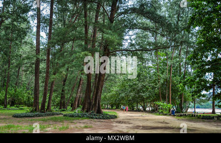 Phuket, Thailand - 26.April 2018. Eichen (Casuarina equisetifolia) Seaside Park in Phuket, Thailand. Stockfoto