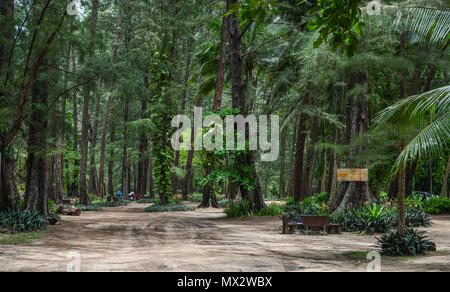 Phuket, Thailand - 26.April 2018. Eichen (Casuarina equisetifolia) Seaside Park in Phuket, Thailand. Stockfoto