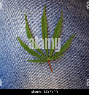 Ein Cannabis Sativa leaf auf Blue Denim. Stockfoto