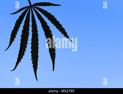 Eine isolierte Cannabis Sativa leaf vor einem blauen Hintergrund. Stockfoto