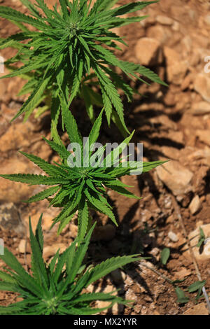Drei Cannabis Sativa Pflanzen in einem Feld im Libanon. Stockfoto
