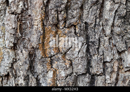 Rinde von Pine Tree schließen sich für Hintergrund Stockfoto