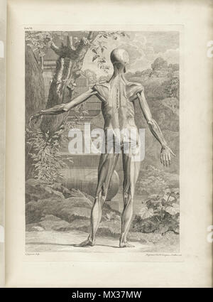 . Englisch: Autor: Schmidt, Bernhard Siegried, 1697-1770. Artist: Wandelaar, Jan, 1690-1759. Graveure: Charles Grignion (1717-1810); Jean-Baptiste Scotin (b. 1678); Ludovico-Antonio Ravenet (Fl. 1751); und Louis-Pierre Boitard (Fl. 1750). Titel: Tabulae sceleti et musculorum corporis Humani. Titel, wie es auf der Titelseite erscheint: Bernardi Siegfried Albini Tabulae sceleti et musculorum corporis Humani. Publikation: Londini: Typis H. Woodfall, impensis Johannis et Pauli Knapton, M.DCC. Xlix. [1749]. Sortierung: [94] S., XXV [d. h. 40] Blätter der Platten; 72 cm. Allgemeine Hinweise: Erste in Le veröffentlicht. Stockfoto