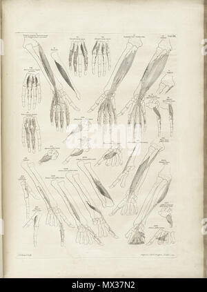 . Englisch: Autor: Schmidt, Bernhard Siegried, 1697-1770. Artist: Wandelaar, Jan, 1690-1759. Graveure: Charles Grignion (1717-1810); Jean-Baptiste Scotin (b. 1678); Ludovico-Antonio Ravenet (Fl. 1751); und Louis-Pierre Boitard (Fl. 1750). Titel: Tabulae sceleti et musculorum corporis Humani. Titel, wie es auf der Titelseite erscheint: Bernardi Siegfried Albini Tabulae sceleti et musculorum corporis Humani. Publikation: Londini: Typis H. Woodfall, impensis Johannis et Pauli Knapton, M.DCC. Xlix. [1749]. Sortierung: [94] S., XXV [d. h. 40] Blätter der Platten; 72 cm. Allgemeine Hinweise: Erste in Le veröffentlicht. Stockfoto
