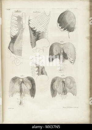 . Englisch: Autor: Schmidt, Bernhard Siegried, 1697-1770. Artist: Wandelaar, Jan, 1690-1759. Graveure: Charles Grignion (1717-1810); Jean-Baptiste Scotin (b. 1678); Ludovico-Antonio Ravenet (Fl. 1751); und Louis-Pierre Boitard (Fl. 1750). Titel: Tabulae sceleti et musculorum corporis Humani. Titel, wie es auf der Titelseite erscheint: Bernardi Siegfried Albini Tabulae sceleti et musculorum corporis Humani. Publikation: Londini: Typis H. Woodfall, impensis Johannis et Pauli Knapton, M.DCC. Xlix. [1749]. Sortierung: [94] S., XXV [d. h. 40] Blätter der Platten; 72 cm. Allgemeine Hinweise: Erste in Le veröffentlicht. Stockfoto