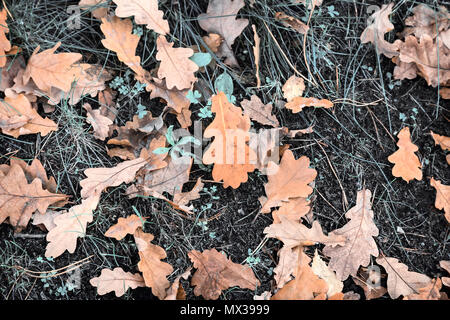 Auf dem Boden unter dem Gras liegen helle gelbe und orange Herbst eiche Blätter von den Bäumen fielen. Stockfoto