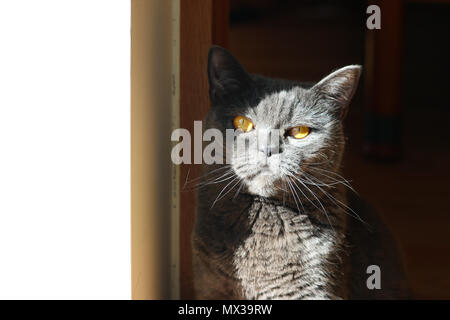 Gelbe Augen Katze Stockfoto