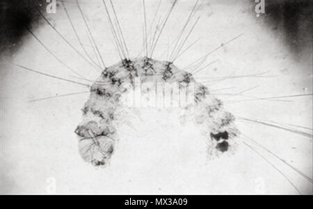 . Digitales Bild eines albumenized Salz drucken (Foto), da der Titel 'Der polygraphische Apparat k. k. Hof- und Staatsdruckerei in Wien". 1853. Alois Auer 40 Alois Auer - polygraphische Stockfoto