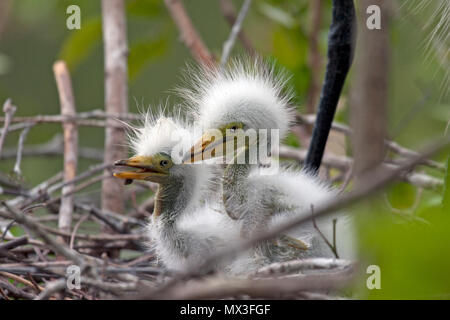 Silberreiher Küken in Nest Stockfoto