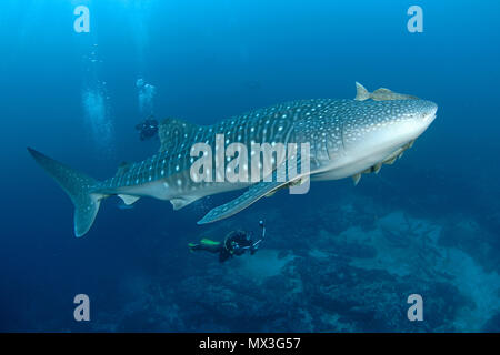 Scuba Diver beobachten ein Walhai (Firma IPCON typus), die größten Fische der Welt, Cocos Island, Costa Rica, Mittelamerika, Nordamerika Stockfoto