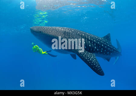 Größenvergleich, Schnorchler und Walhai (Firma IPCON typus), die größten Fische der Welt, Ari Atoll, Malediven Inseln, Asien Stockfoto