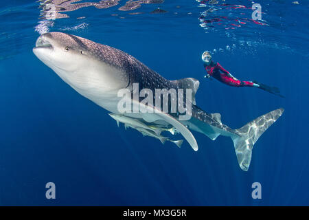 Groessenvergleich, Schnorchler und Walhai (Firma IPCON typus), groesster Fisch der Welt", cenderawasih Bucht, Irian Jaya, West-Papua, Indonesien, Asien | Stockfoto