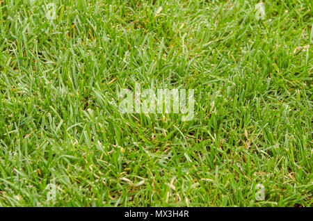 Hintergrund des grünen Grases. Blick von oben. Hintergrund eines grünen Gras. Green Grass Textur Green Grass Textur aus einem Feld Stockfoto