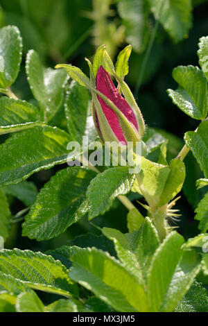 Japanische Rose - Rosa rugosa Bud mit langen hüllblätter Stockfoto