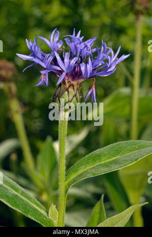 Perenial oder Mountain Cornflower - Centaurea Montana Alpenblume beliebt in Gärten Stockfoto