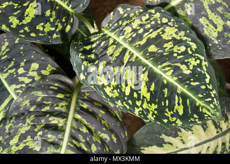 Schöne Aglaonema im Garten. Selektive konzentrieren. Stockfoto