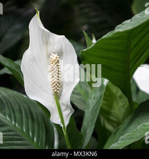 Schöne Aglaonema im Garten. Selektive konzentrieren. Stockfoto