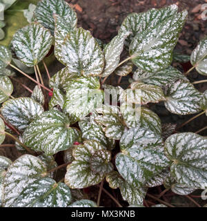 Schöne Aglaonema im Garten. Selektive konzentrieren. Stockfoto