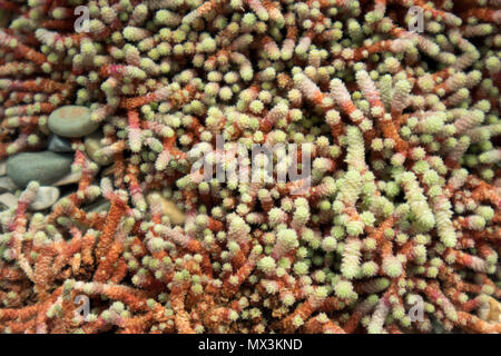 Sedum morganianum (Esel Schwanz oder der burro Schwanz) - eine Art der Pflanze in der Familie Crassulaceae Stockfoto