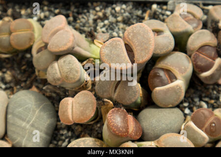 Die Gruppe der lithops, eine Art Wüste Anlage Stockfoto