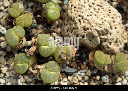 Die Gruppe der lithops, eine Art Wüste Anlage Stockfoto