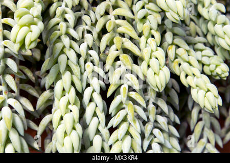 Sedum morganianum (Esel Schwanz oder der burro Schwanz) - eine Art der Pflanze in der Familie Crassulaceae Stockfoto