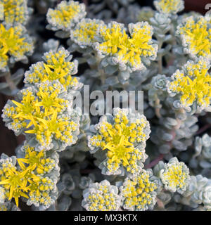 Breitblättrige Mauerpfeffer - Kap Blanco (Sedum spathulifolium), drumbeg Provincial Park, Saint, British Columbia, Kanada Stockfoto