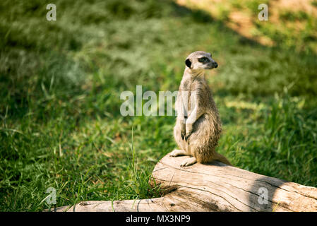 Ein erdmännchen auf einer Uhr in einer Wiese. Stockfoto