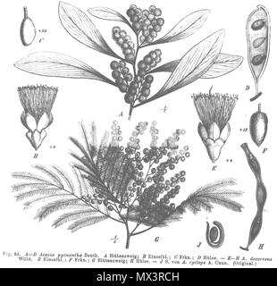 . Abbildung aus dem Buch Abb. A-D Acacia pycnantha Abb. E-H Acacia decurrens Abb. H Acacia Cyclops. 1891. Paul Hermann Wilhelm Taubert (1862-1897) 25 Acacia spp Taub 64 Stockfoto