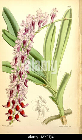 . Abbildung: Aerides huttonii (syn. Saccolabium huttonii, von Hooker geschrieben Saccolabium huttoni). 1867. Walter Hood Fitch (1817-1892) del. et lith. Beschreibung von Joseph Dalton Hooker (1817 - 1911) 29 Aerides huttonii (als Saccolabium huttonii, Dinkel Saccolabium huttoni) - Curtis '93 (Ser. 3 Nr. 23) pl. 5681 (1867) Stockfoto