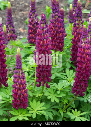 "Meisterwerk" Lupine Lupinus im Garten Grenze Stockfoto