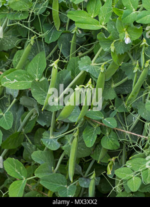 Erbsen 'Kelvedon Wonder' wächst im Gemüsegarten Stockfoto