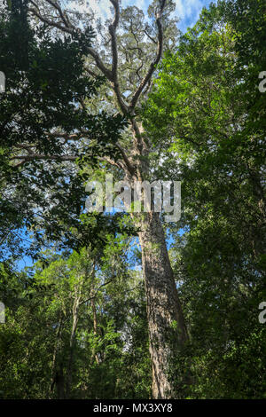 Der große Baum, Big Tree, Tsitsikamma, auf der touristischen Garden Route, Südafrika Stockfoto