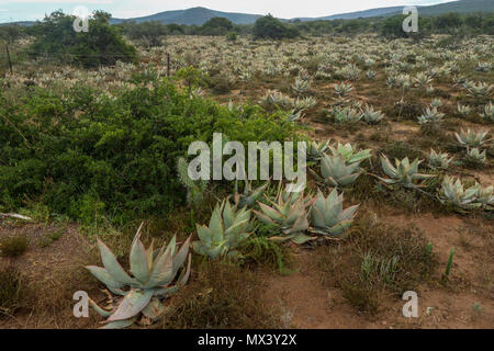 Sukkulenten in der Red semi-aride Landschaft des Addo Elephant National Park, Eastern Cape, Südafrika Stockfoto