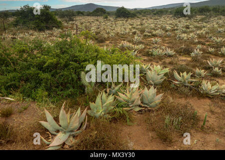 Sukkulenten in der Red semi-aride Landschaft des Addo Elephant National Park, Eastern Cape, Südafrika Stockfoto