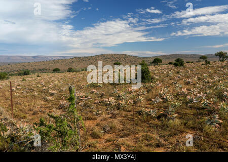 Sukkulenten in der Red semi-aride Landschaft des Addo Elephant National Park, Eastern Cape, Südafrika Stockfoto