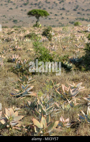 Sukkulenten in der Red semi-aride Landschaft des Addo Elephant National Park, Eastern Cape, Südafrika Stockfoto