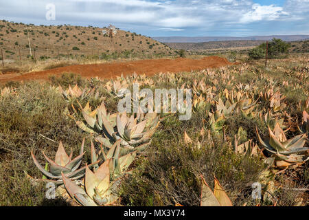 Sukkulenten in der Red semi-aride Landschaft des Addo Elephant National Park, Eastern Cape, Südafrika Stockfoto