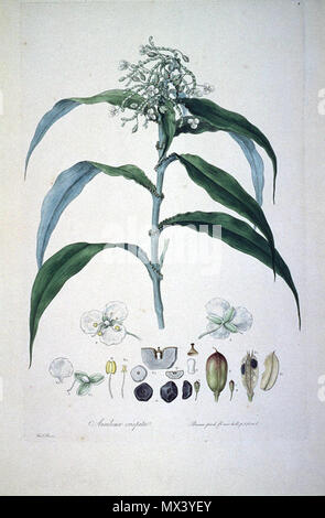 . Dies ist ein Scan der Platte 6 von Ferdinand Bauer Illustrationes Florae Novae Hollandiae. Die Anlage ist Pollia crispata, dann bekannt als Aneilema crispata. Anfang des 19. Jahrhunderts. Ferdinand Bauer (1760 - 1826) 46 Aneilema crispata (Illustrationes Florae Novae Hollandiae Platte 6) Stockfoto