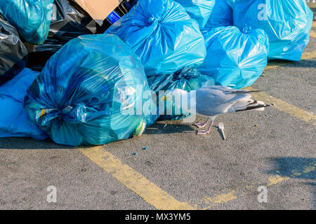 Ausschneiden der Silbermöwe, Larus argentatus, Auswaschung von einem Müllsack Stockfoto