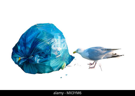 Silbermöwe, Larus argentatus, Auswaschung von einem Müllsack Stockfoto