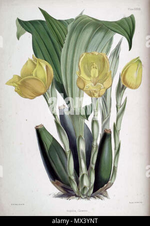 . Abbildung: Anguloa clowesii. zwischen 1862 und 1865. James Andrews (1801-1876), Illustrator, Robert Warner (1814-1896) und Benjamin Samuel Williams (1822-1890) Editoren 47 Anguloa clowesii 2 Stockfoto