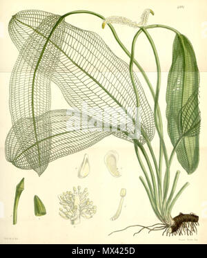 . Abbildung: Aponogeton madgascariensis (Syn. Ouvirandra fenestralis). 1856. Sir William Jackson Hooker (1785 - 1865) 53 Aponogeton madagascariensis Stockfoto