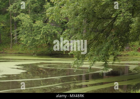 Algen und Pollen wirbelt Stockfoto