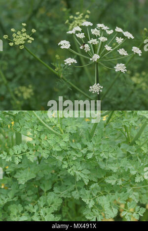 Oenanthe crocata (Hemlock Wasser - dropwort) Stockfoto