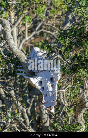 Skelett und Baum im Addo Elephant National Park, Eastern Cape, Südafrika Stockfoto