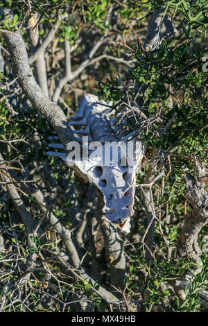 Skelett und Baum im Addo Elephant National Park, Eastern Cape, Südafrika Stockfoto