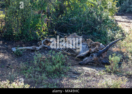 Skelett und Baum im Addo Elephant National Park, Eastern Cape, Südafrika Stockfoto