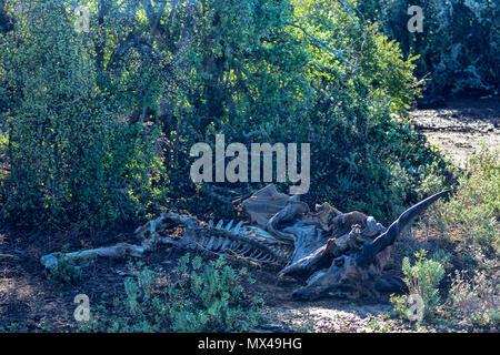 Skelett und Baum im Addo Elephant National Park, Eastern Cape, Südafrika Stockfoto